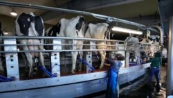 美國農業團體盼特朗普豁免其工人免遭驅逐