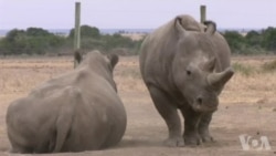 走进美国：用代孕方式拯救北白犀