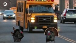 Судьба-индейка