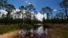 FILE - A puddle blocks a path that leads into the Panther Island Mitigation Bank near Naples, Fla., June 7, 2018. Experts say the Trump administration’s move to redefine what constitutes a waterway is threatening a uniquely American effort to save wetlands from destruction.