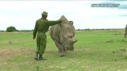 科学家致力于创造北白犀胚胎