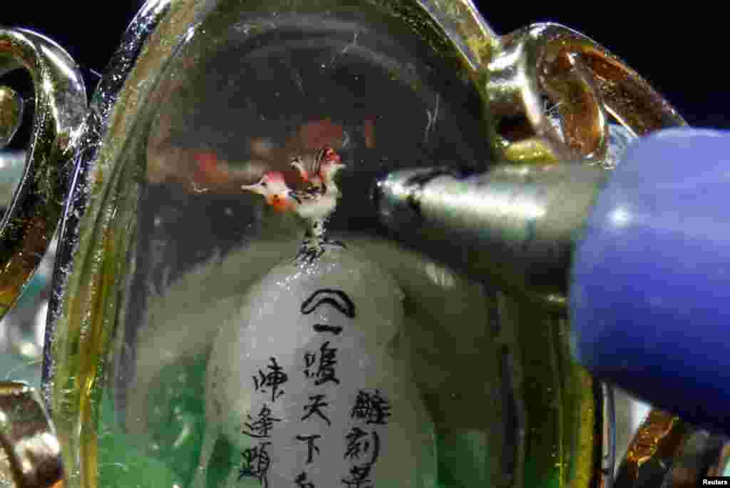 在台湾新北市，艺术家雕刻的1毫米的公鸡微雕（2017年1月24日）