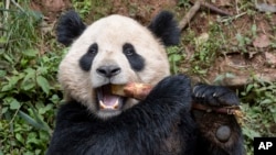 聖地亞哥動物園公布的照片顯示大熊貓雲川在中國四川省吃食物。(2024年4月25日)