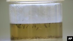 美國德州達拉斯縣一個實驗室分析蚊的樣本