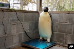 ເພັນກວິນຈັກກະພັດ ທີ່ຫລົງທາງມາຕົກຢູ່ຫາດຊາຍເມືອງເດນມາກຄ໌ ຂອງອອສເຕຣເລຍ