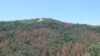 The effect of drought-induced dieback of ponderosa pines in California's Tehachapi Mountains.
