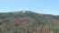 The effect of drought-induced dieback of ponderosa pines in California's Tehachapi Mountains.