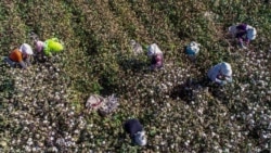 CECC致函參眾兩院撥款委員會領袖 要求增加實施《防止強迫維吾爾人勞動法》資金