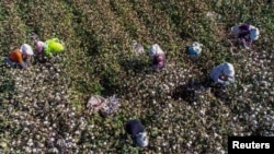 中國新疆哈密的農民在摘棉花。（2018年10月14日）