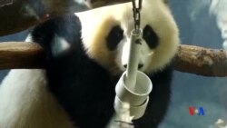 2016-11-04 美國之音視頻新聞: 美國出生的大熊貓雙胞胎被送回中國