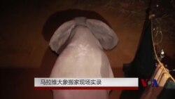 马拉维大象搬家现场实录