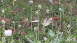 缅甸以咖啡代替罂粟