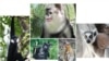 Primates at risk, photos byPaul Garber, Matthias Appel, Ruggiero Richard, Fan Peng-Fei