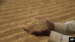 一位印度農民手捧一把正在曬幹的大米。（美聯社資料照）