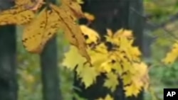 麻萨诸塞州Wachusett秋叶景色