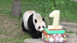 国家动物园为熊猫贝贝庆贺首个生日