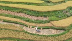 时事大家谈: 饥饿记忆与恐惧，袁隆平离世触动中国?