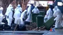 2014-12-31 美國之音視頻新聞: 香港為防禽流感撲殺家禽