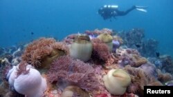 南中國海珊瑚礁