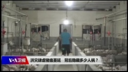 时事大家谈：洪灾肆虐，猪瘟蔓延，背后隐藏多少人祸？