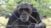 New research suggests chimpanzees prefer cooperation to conflict, and offers insight into how cooperation evolved in humans.
