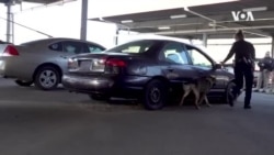 人工智能鼻搜寻毒品优于缉毒犬