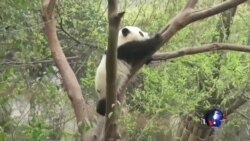 西藏元素成为美国第一夫人结束访华的休止符